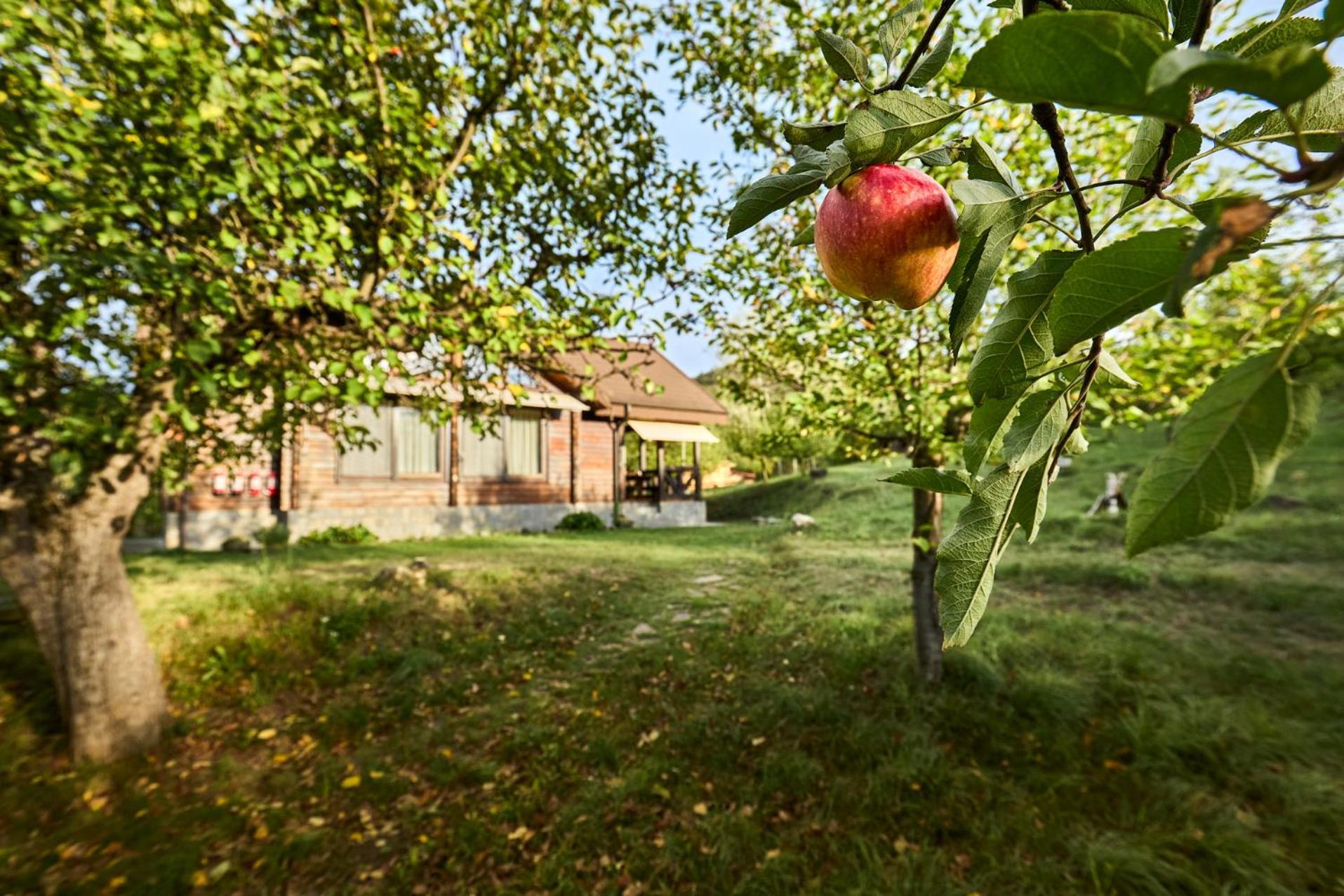 Dream House - Buzau Valley Villa Viperesti Exterior photo